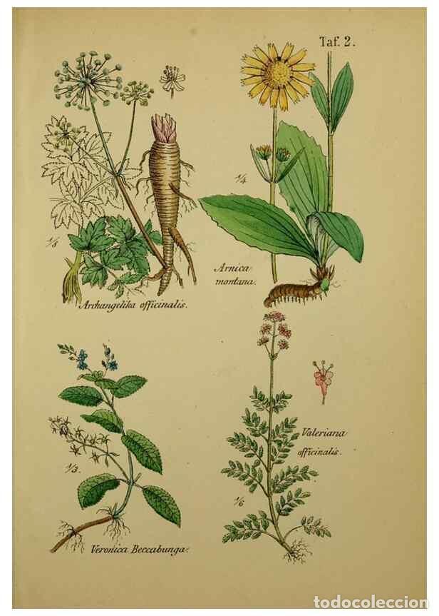 Colecionismo de Revistas e Jornais: Reproducci&oacute;n/Reproduction 49578946926: Anleitung zu Anbau, Ernte und Verwendung der Arzneipflanzen..