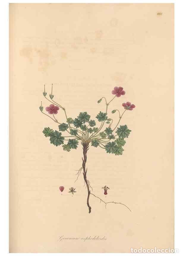 Collection Magazines and Newspapers: Reproducci&oacute;n/Reproduction 49557756491: Flora Graeca, sive, Plantarum rariorum historia, quas in prov