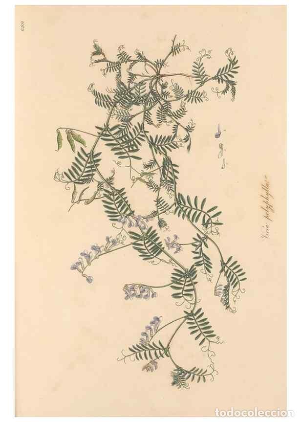 Collection Magazines and Newspapers: Reproducci&oacute;n/Reproduction 49557768486: Flora Graeca, sive, Plantarum rariorum historia, quas in prov