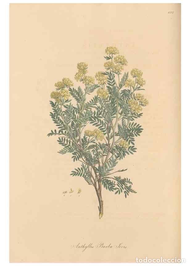 Collection Magazines and Newspapers: Reproducci&oacute;n/Reproduction 49557998247: Flora Graeca, sive, Plantarum rariorum historia, quas in prov