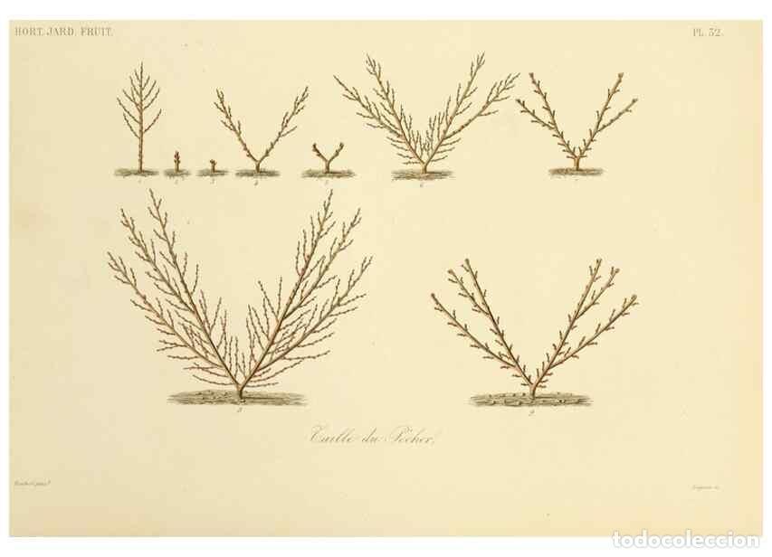 Collection Magazines and Newspapers: Reproducci&oacute;n/Reproduction 49583938317: Le R&egrave;gne v&eacute;g&eacute;tal;. Paris,L. Gu&eacute;rin,1870-72.. - R&eacute;veil, O.