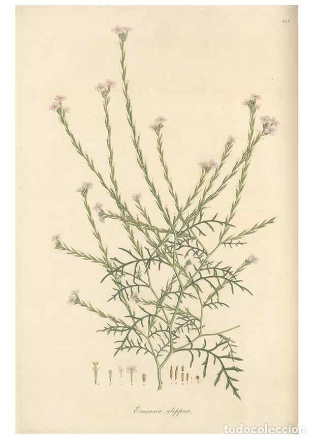 Collectionnisme de Revues et Journaux: Reproducci&oacute;n/Reproduction 49557987307: Flora Graeca, sive, Plantarum rariorum historia, quas in prov