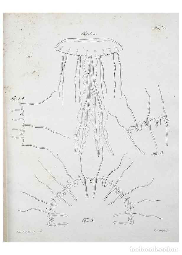Collectionnisme de Revues et Journaux: Reproducci&oacute;n/Reproduction 49558077263: System der Acalephen :. Berlin :bei Ferdinand D&uuml;mmler,1829..