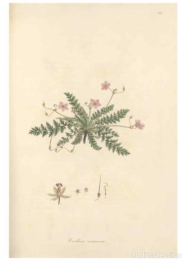 Collectionnisme de Revues et Journaux: Reproducci&oacute;n/Reproduction 49557754051: Flora Graeca, sive, Plantarum rariorum historia, quas in prov