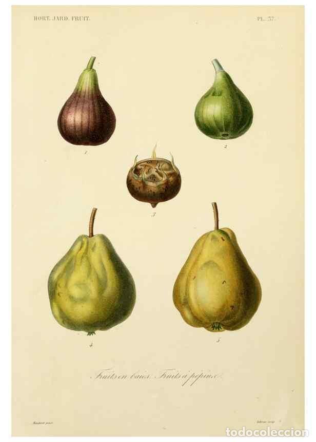 Collectionnisme de Revues et Journaux: Reproducci&oacute;n/Reproduction 49583705221: Le R&egrave;gne v&eacute;g&eacute;tal;. Paris,L. Gu&eacute;rin,1870-72.. - R&eacute;veil, O.