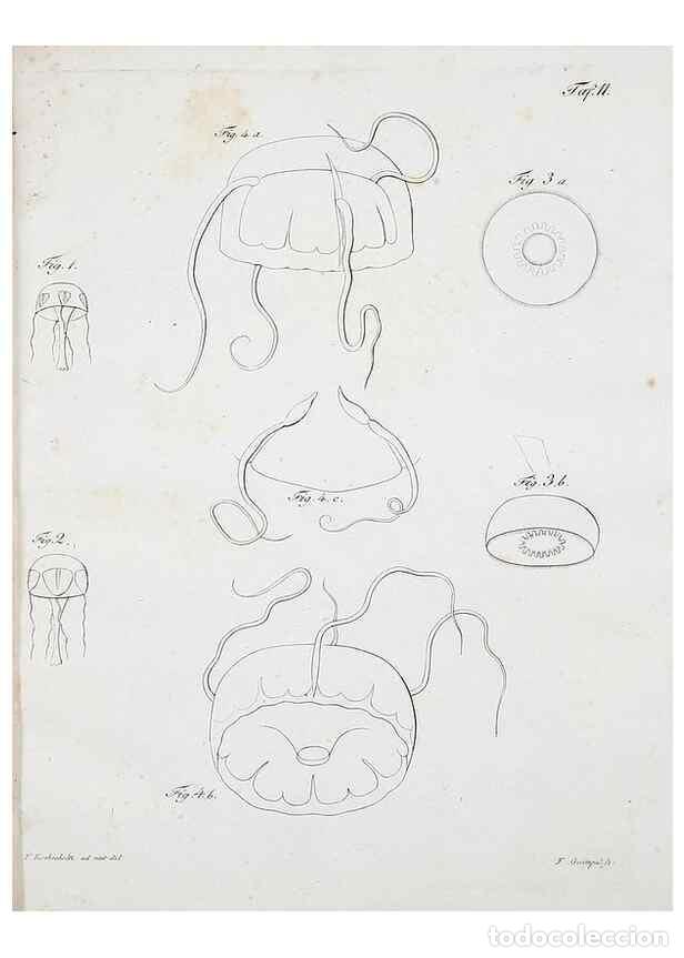 Collectionnisme de Revues et Journaux: Reproducci&oacute;n/Reproduction 49558078268: System der Acalephen :. Berlin :bei Ferdinand D&uuml;mmler,1829..