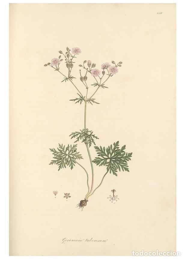 Collectionnisme de Revues et Journaux: Reproducci&oacute;n/Reproduction 49557755916: Flora Graeca, sive, Plantarum rariorum historia, quas in prov