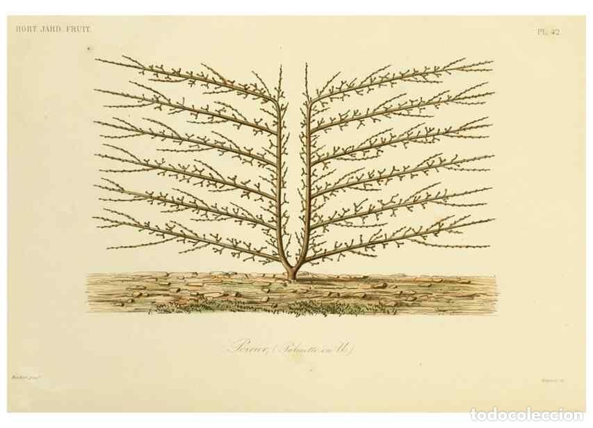 Collectionnisme de Revues et Journaux: Reproducci&oacute;n/Reproduction 49583940722: Le R&egrave;gne v&eacute;g&eacute;tal;. Paris,L. Gu&eacute;rin,1870-72.. - R&eacute;veil, O.