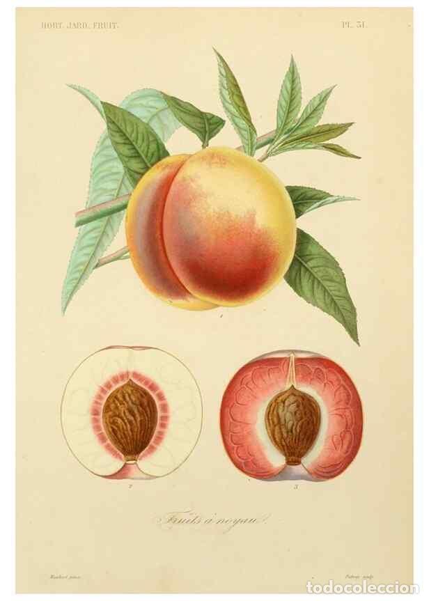 Collectionnisme de Revues et Journaux: Reproducci&oacute;n/Reproduction 49583703766: Le R&egrave;gne v&eacute;g&eacute;tal;. Paris,L. Gu&eacute;rin,1870-72.. - R&eacute;veil, O.