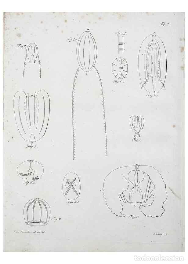 Collectionnisme de Revues et Journaux: Reproducci&oacute;n/Reproduction 49558075993: System der Acalephen :. Berlin :bei Ferdinand D&uuml;mmler,1829..