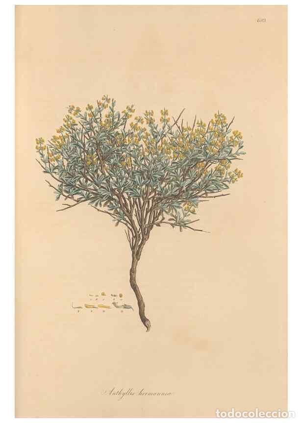 Collectionnisme de Revues et Journaux: Reproducci&oacute;n/Reproduction 49557266918: Flora Graeca, sive, Plantarum rariorum historia, quas in prov