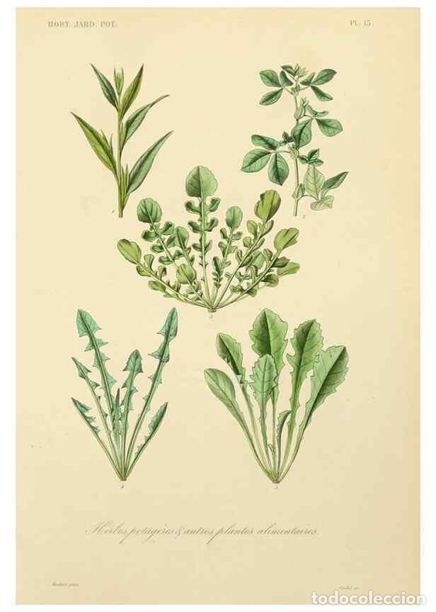 Collectionnisme de Revues et Journaux: Reproducci&oacute;n/Reproduction 49583697976: Le R&egrave;gne v&eacute;g&eacute;tal;. Paris,L. Gu&eacute;rin,1870-72.. - R&eacute;veil, O.