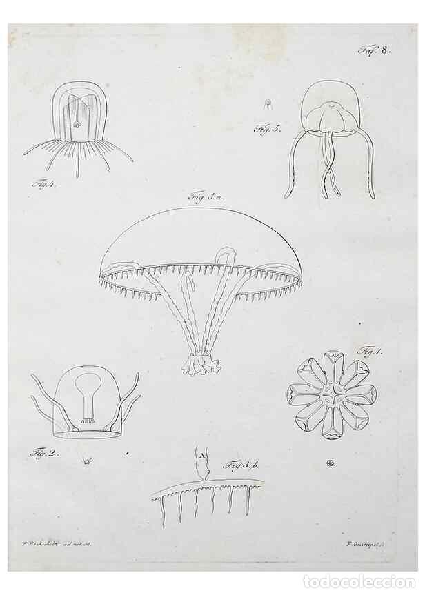 Collectionnisme de Revues et Journaux: Reproducci&oacute;n/Reproduction 49558809537: System der Acalephen :. Berlin :bei Ferdinand D&uuml;mmler,1829..