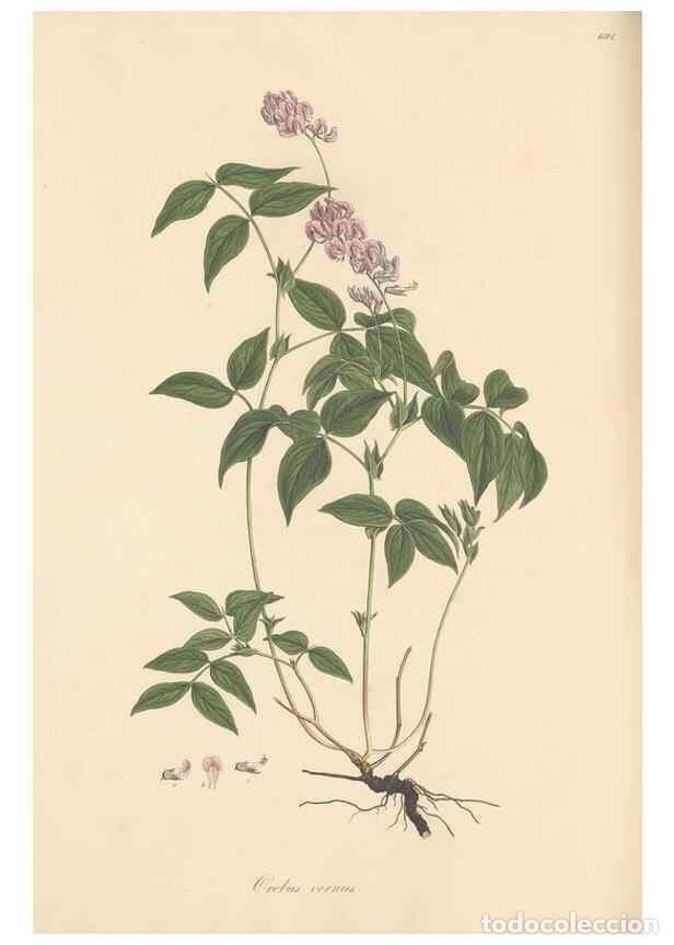 Collectionnisme de Revues et Journaux: Reproducci&oacute;n/Reproduction 49558001117: Flora Graeca, sive, Plantarum rariorum historia, quas in prov