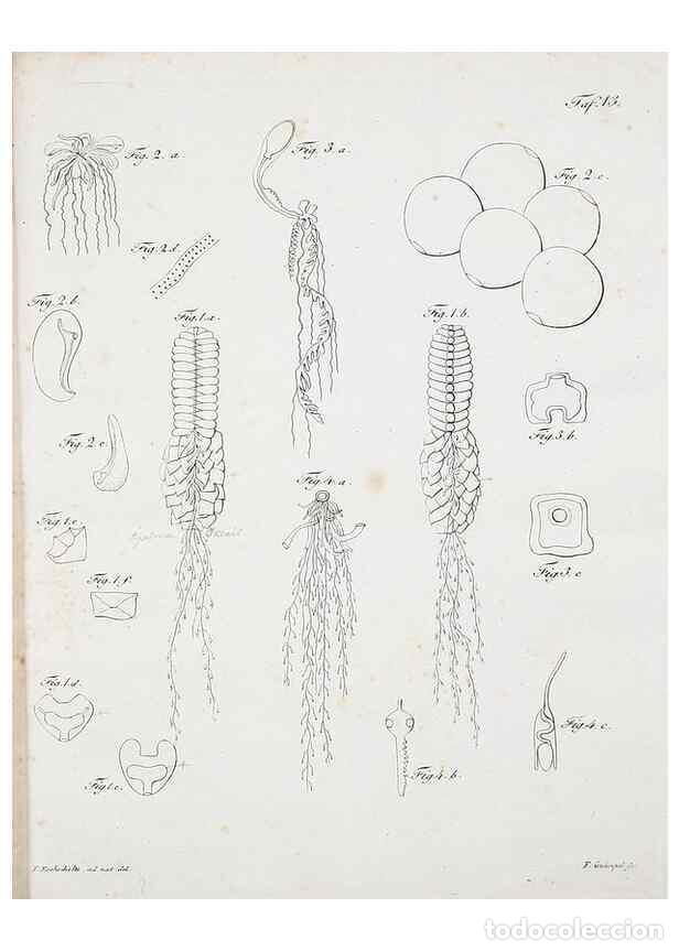 Collectionnisme de Revues et Journaux: Reproducci&oacute;n/Reproduction 49558575396: System der Acalephen :. Berlin :bei Ferdinand D&uuml;mmler,1829..