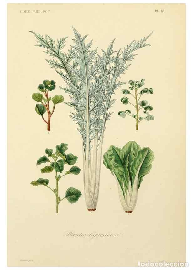 Collectionnisme de Revues et Journaux: Reproducci&oacute;n/Reproduction 49583699636: Le R&egrave;gne v&eacute;g&eacute;tal;. Paris,L. Gu&eacute;rin,1870-72.. - R&eacute;veil, O.