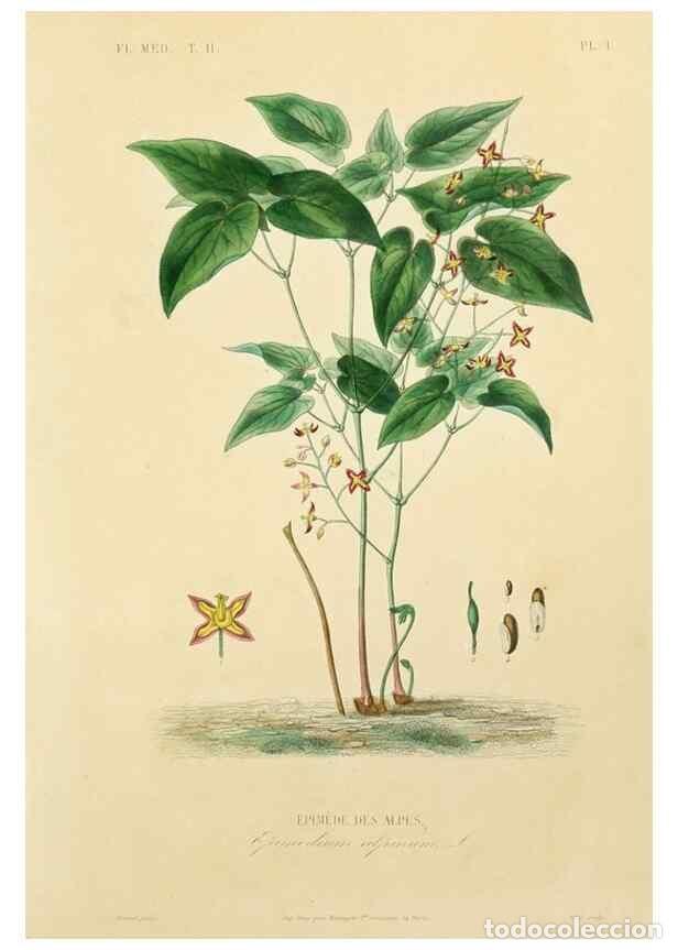 Collezionismo di Riviste e Giornali: Reproducci&oacute;n/Reproduction 49583129878: Le R&egrave;gne v&eacute;g&eacute;tal;. Paris,L. Gu&eacute;rin,1870-72.. - R&eacute;veil, O.