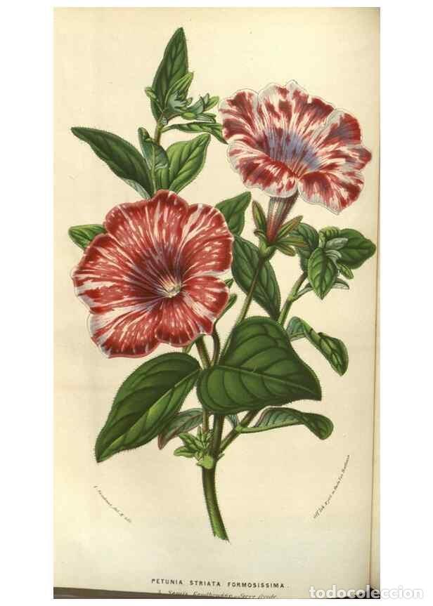 Collezionismo di Riviste e Giornali: Reproducci&oacute;n/Reproduction 49583320863: Flore des serres et des jardins de l'Europe. A Gand :chez Lou