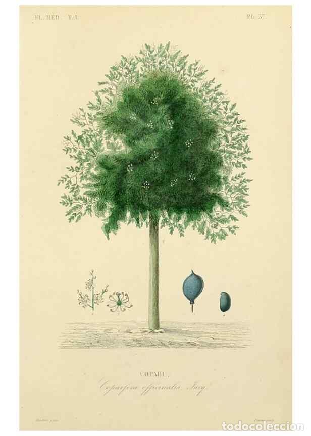 Collezionismo di Riviste e Giornali: Reproducci&oacute;n/Reproduction 49583025913: Le R&egrave;gne v&eacute;g&eacute;tal;. Paris,L. Gu&eacute;rin,1870-72.. - R&eacute;veil, O.