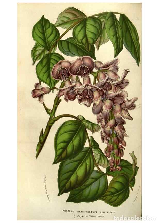 Collezionismo di Riviste e Giornali: Reproducci&oacute;n/Reproduction 49583322658: Flore des serres et des jardins de l'Europe. A Gand :chez Lou