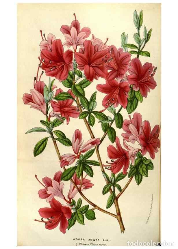 Collezionismo di Riviste e Giornali: Reproducci&oacute;n/Reproduction 49584056402: Flore des serres et des jardins de l'Europe. A Gand :chez Lou