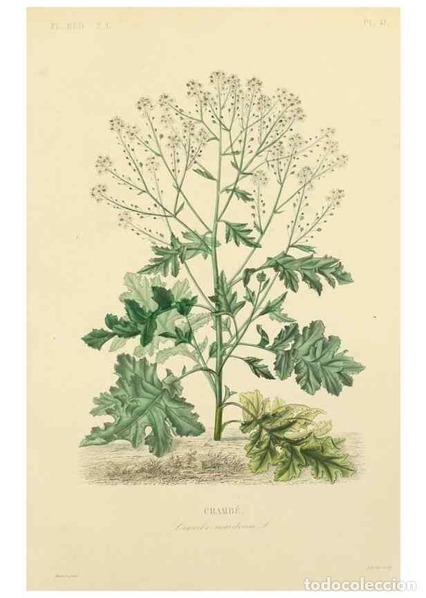 Collezionismo di Riviste e Giornali: Reproducci&oacute;n/Reproduction 49583522081: Le R&egrave;gne v&eacute;g&eacute;tal;. Paris,L. Gu&eacute;rin,1870-72.. - R&eacute;veil, O.