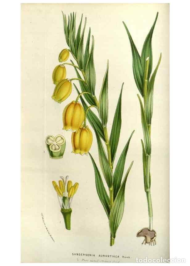 Collezionismo di Riviste e Giornali: Reproducci&oacute;n/Reproduction 49584049592: Flore des serres et des jardins de l'Europe. A Gand :chez Lou