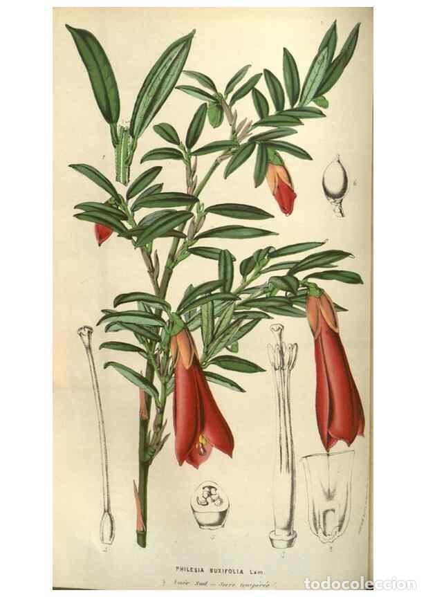 Collezionismo di Riviste e Giornali: Reproducci&oacute;n/Reproduction 49583819521: Flore des serres et des jardins de l'Europe. A Gand :chez Lou