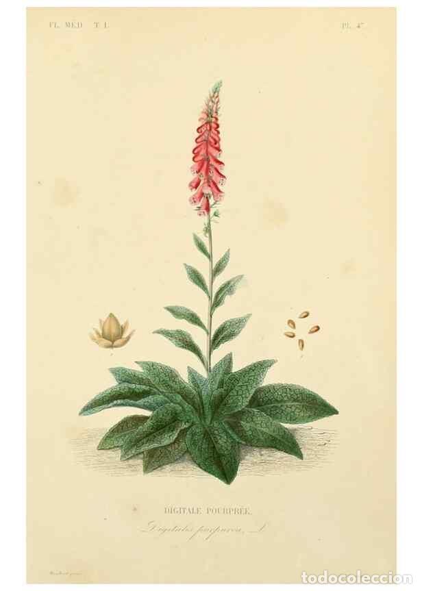 Collezionismo di Riviste e Giornali: Reproducci&oacute;n/Reproduction 49583524041: Le R&egrave;gne v&eacute;g&eacute;tal;. Paris,L. Gu&eacute;rin,1870-72.. - R&eacute;veil, O.