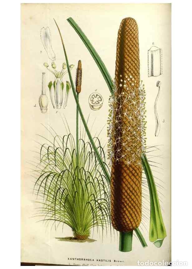 Collezionismo di Riviste e Giornali: Reproducci&oacute;n/Reproduction 49583319148: Flore des serres et des jardins de l'Europe. A Gand :chez Lou