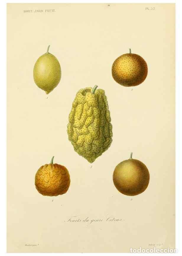 Collezionismo di Riviste e Giornali: Reproducci&oacute;n/Reproduction 49583709141: Le R&egrave;gne v&eacute;g&eacute;tal;. Paris,L. Gu&eacute;rin,1870-72.. - R&eacute;veil, O.