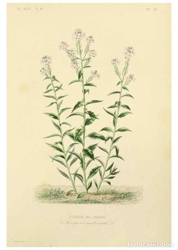 Collezionismo di Riviste e Giornali: Reproducci&oacute;n/Reproduction 49583630496: Le R&egrave;gne v&eacute;g&eacute;tal;. Paris,L. Gu&eacute;rin,1870-72.. - R&eacute;veil, O.