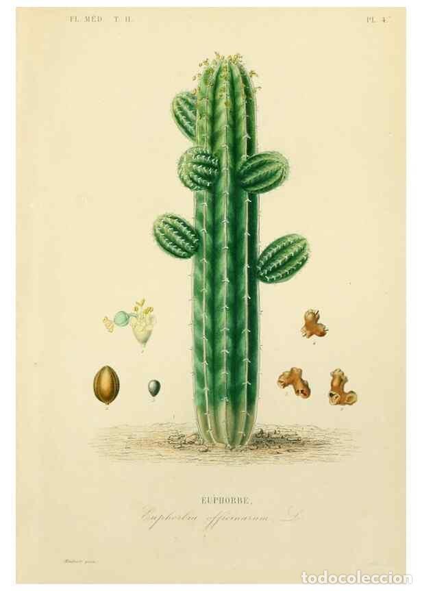 Collezionismo di Riviste e Giornali: Reproducci&oacute;n/Reproduction 49583625946: Le R&egrave;gne v&eacute;g&eacute;tal;. Paris,L. Gu&eacute;rin,1870-72.. - R&eacute;veil, O.