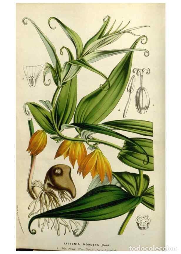 Collezionismo di Riviste e Giornali: Reproducci&oacute;n/Reproduction 49583316043: Flore des serres et des jardins de l'Europe. A Gand :chez Lou