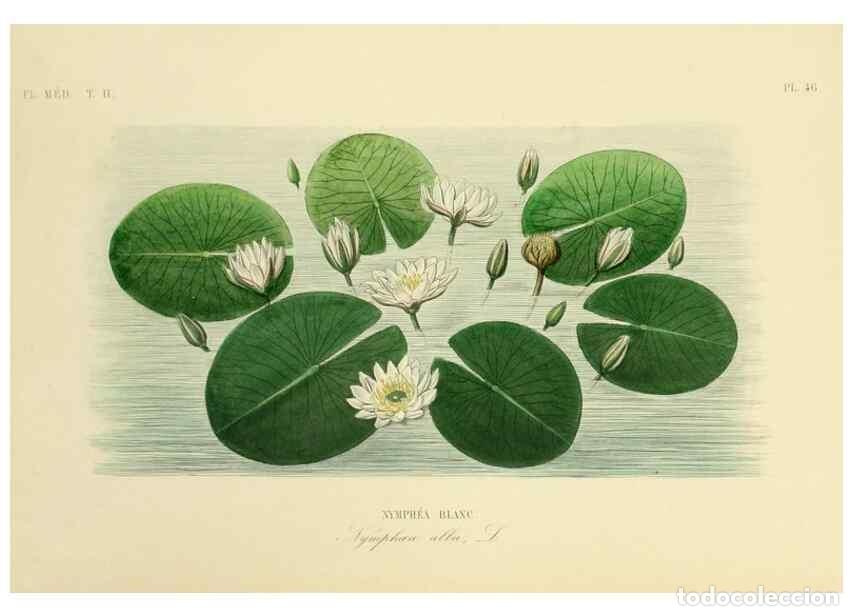 Collezionismo di Riviste e Giornali: Reproducci&oacute;n/Reproduction 49583873162: Le R&egrave;gne v&eacute;g&eacute;tal;. Paris,L. Gu&eacute;rin,1870-72.. - R&eacute;veil, O.