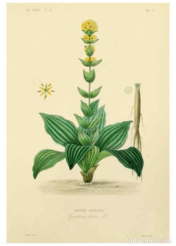 Collezionismo di Riviste e Giornali: Reproducci&oacute;n/Reproduction 49583627286: Le R&egrave;gne v&eacute;g&eacute;tal;. Paris,L. Gu&eacute;rin,1870-72.. - R&eacute;veil, O.