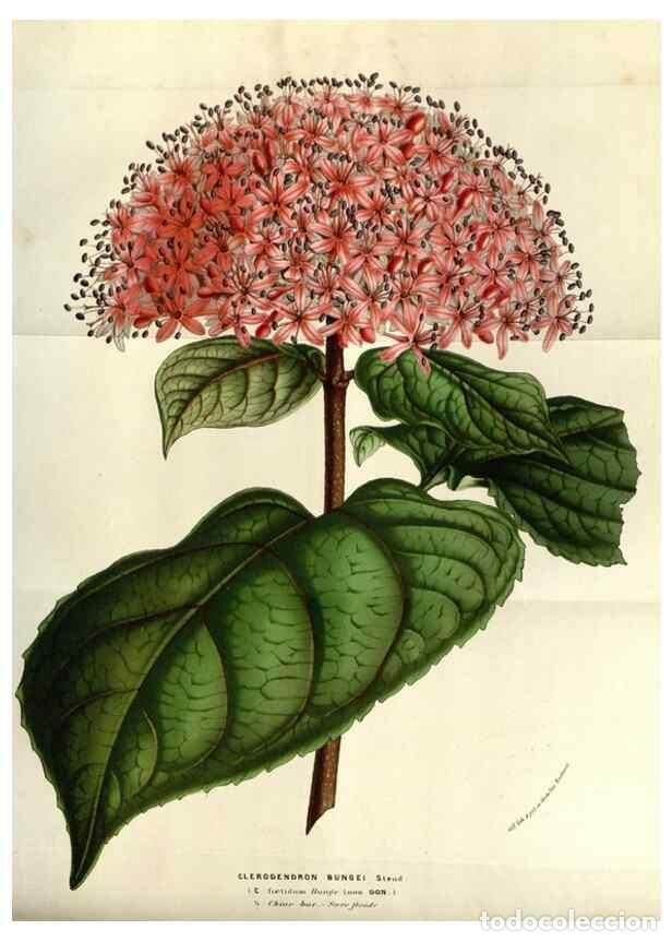 Collezionismo di Riviste e Giornali: Reproducci&oacute;n/Reproduction 49583317608: Flore des serres et des jardins de l'Europe. A Gand :chez Lou