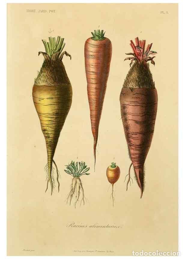 Collezionismo di Riviste e Giornali: Reproducci&oacute;n/Reproduction 49583693881: Le R&egrave;gne v&eacute;g&eacute;tal;. Paris,L. Gu&eacute;rin,1870-72.. - R&eacute;veil, O.