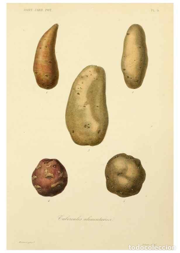 Collezionismo di Riviste e Giornali: Reproducci&oacute;n/Reproduction 49583198733: Le R&egrave;gne v&eacute;g&eacute;tal;. Paris,L. Gu&eacute;rin,1870-72.. - R&eacute;veil, O.