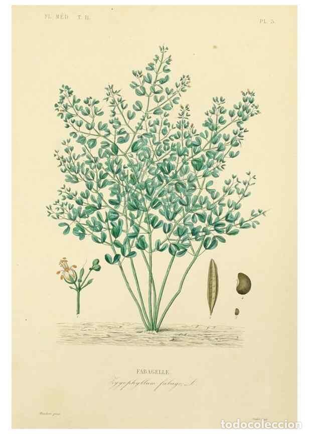 Collezionismo di Riviste e Giornali: Reproducci&oacute;n/Reproduction 49583130833: Le R&egrave;gne v&eacute;g&eacute;tal;. Paris,L. Gu&eacute;rin,1870-72.. - R&eacute;veil, O.