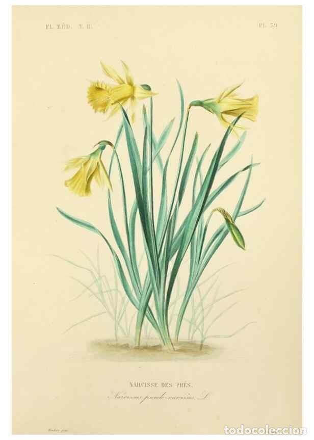 Collezionismo di Riviste e Giornali: Reproducci&oacute;n/Reproduction 49583871362: Le R&egrave;gne v&eacute;g&eacute;tal;. Paris,L. Gu&eacute;rin,1870-72.. - R&eacute;veil, O.