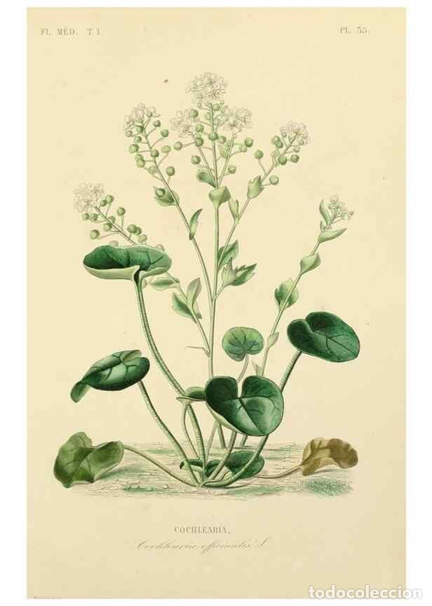 Collezionismo di Riviste e Giornali: Reproducci&oacute;n/Reproduction 49583756077: Le R&egrave;gne v&eacute;g&eacute;tal;. Paris,L. Gu&eacute;rin,1870-72.. - R&eacute;veil, O.