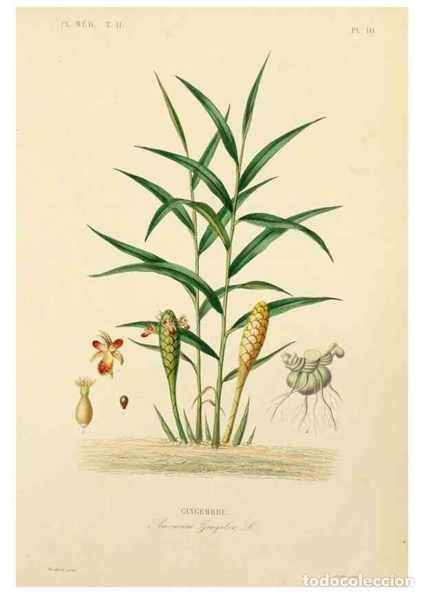 Collezionismo di Riviste e Giornali: Reproducci&oacute;n/Reproduction 49583132358: Le R&egrave;gne v&eacute;g&eacute;tal;. Paris,L. Gu&eacute;rin,1870-72.. - R&eacute;veil, O.