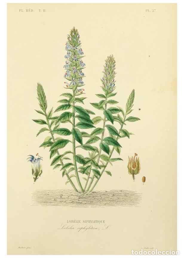 Collezionismo di Riviste e Giornali: Reproducci&oacute;n/Reproduction 49583136663: Le R&egrave;gne v&eacute;g&eacute;tal;. Paris,L. Gu&eacute;rin,1870-72.. - R&eacute;veil, O.