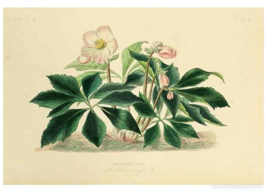 Sammeln von Zeitschriften und Zeitungen: Reproducci&oacute;n/Reproduction 49583133588: Le R&egrave;gne v&eacute;g&eacute;tal;. Paris,L. Gu&eacute;rin,1870-72.. - R&eacute;veil, O.