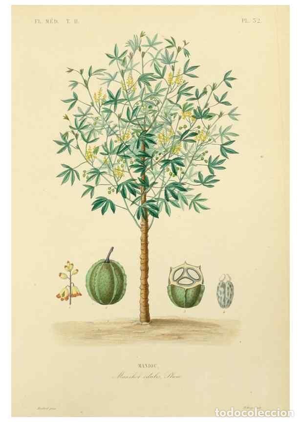 Sammeln von Zeitschriften und Zeitungen: Reproducci&oacute;n/Reproduction 49583633636: Le R&egrave;gne v&eacute;g&eacute;tal;. Paris,L. Gu&eacute;rin,1870-72.. - R&eacute;veil, O.