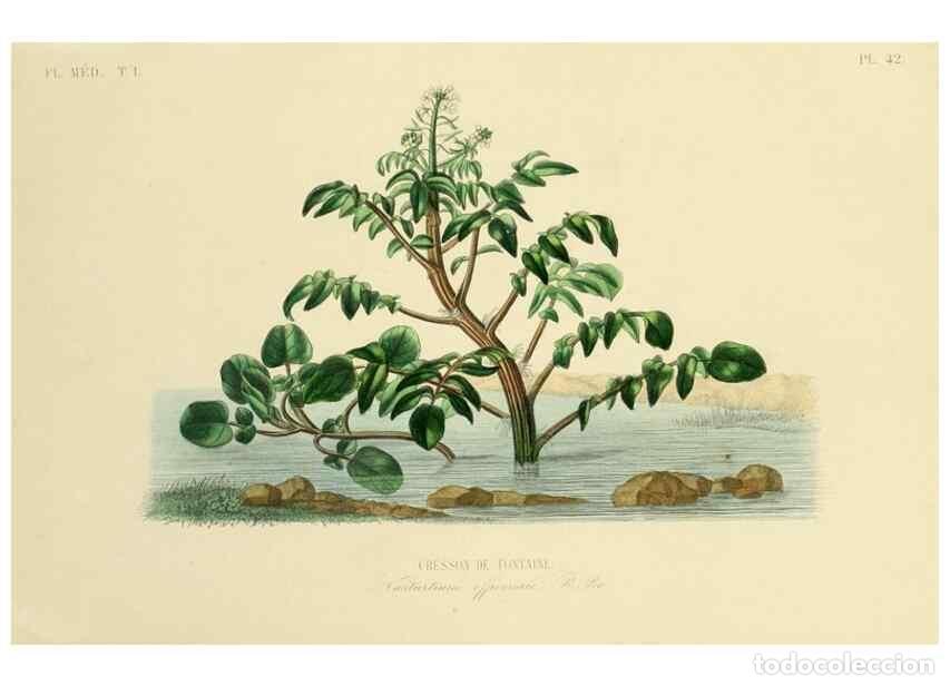 Sammeln von Zeitschriften und Zeitungen: Reproducci&oacute;n/Reproduction 49583758322: Le R&egrave;gne v&eacute;g&eacute;tal;. Paris,L. Gu&eacute;rin,1870-72.. - R&eacute;veil, O.