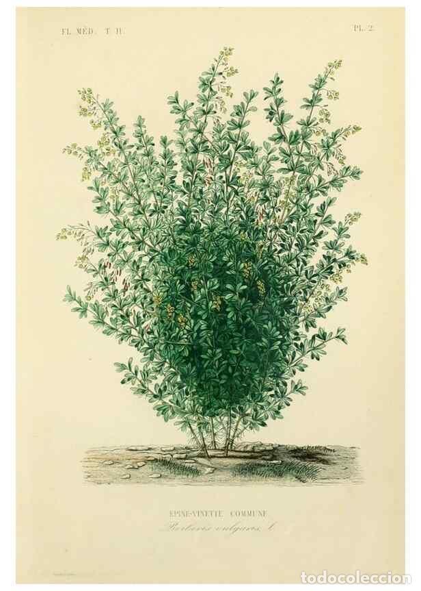 Sammeln von Zeitschriften und Zeitungen: Reproducci&oacute;n/Reproduction 49583625451: Le R&egrave;gne v&eacute;g&eacute;tal;. Paris,L. Gu&eacute;rin,1870-72.. - R&eacute;veil, O.