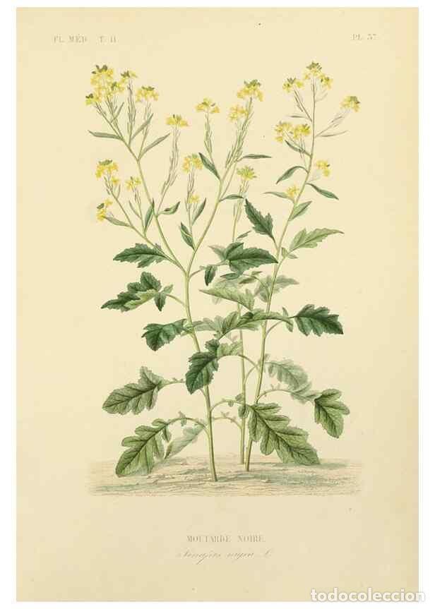 Sammeln von Zeitschriften und Zeitungen: Reproducci&oacute;n/Reproduction 49583139548: Le R&egrave;gne v&eacute;g&eacute;tal;. Paris,L. Gu&eacute;rin,1870-72.. - R&eacute;veil, O.