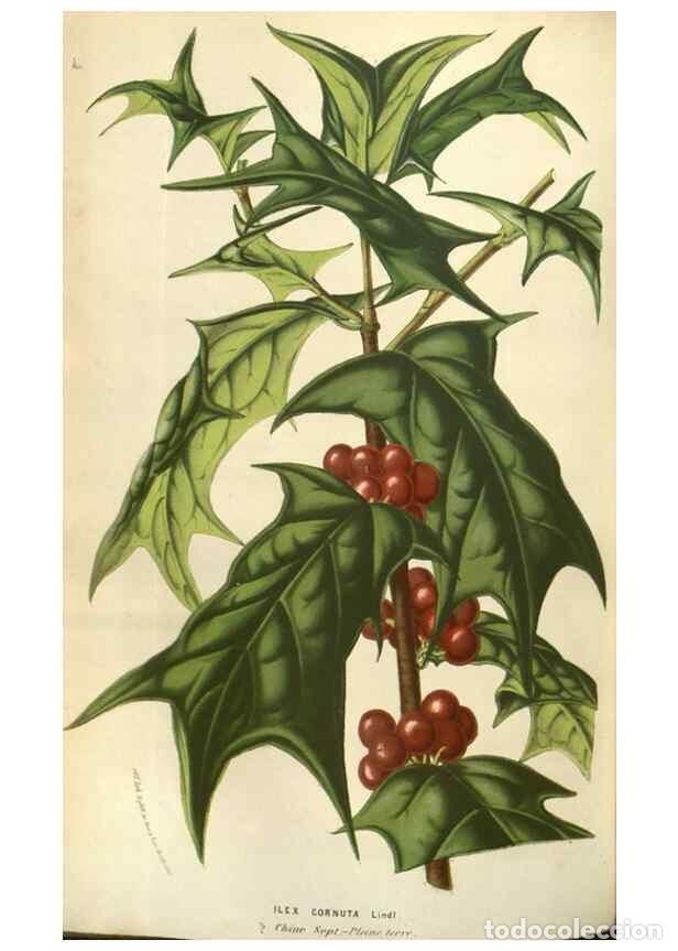 Sammeln von Zeitschriften und Zeitungen: Reproducci&oacute;n/Reproduction 49583326658: Flore des serres et des jardins de l'Europe. A Gand :chez Lou